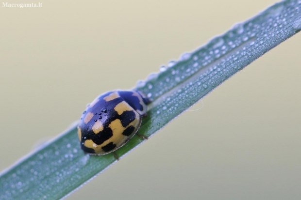 14-spotted ladybird beetle - Propylea quatuordecimpunctata | Fotografijos autorius : Agnė Našlėnienė | © Macronature.eu | Macro photography web site