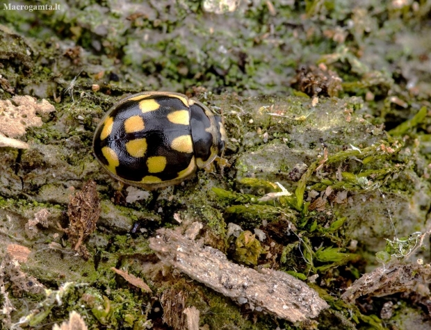 14-spotted ladybird beetle - Propylea quatuordecimpunctata | Fotografijos autorius : Kazimieras Martinaitis | © Macronature.eu | Macro photography web site