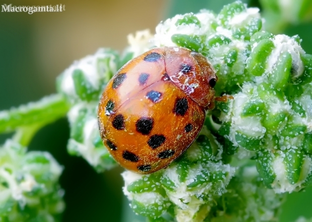 24-spot ladybird - Subcoccinella vigintiquatuorpunctata | Fotografijos autorius : Romas Ferenca | © Macronature.eu | Macro photography web site