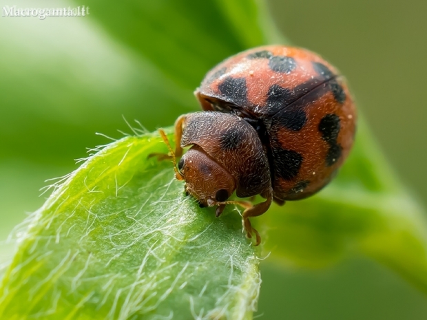 24-spot ladybird - Subcoccinella vigintiquatuorpunctata | Fotografijos autorius : Oskaras Venckus | © Macronature.eu | Macro photography web site
