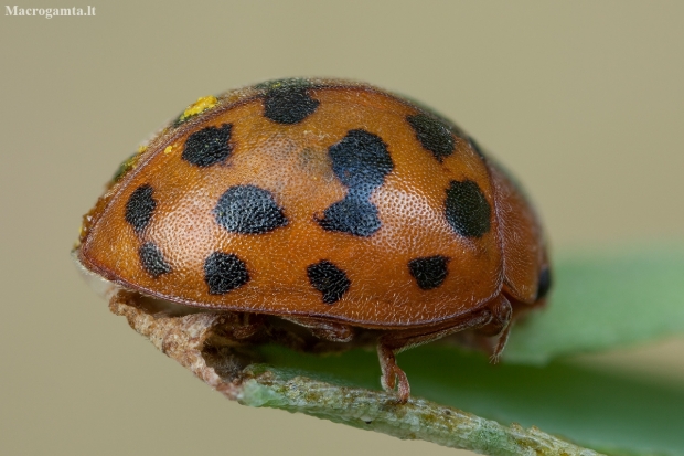 24-spot ladybird - Subcoccinella vigintiquatuorpunctata | Fotografijos autorius : Žilvinas Pūtys | © Macronature.eu | Macro photography web site