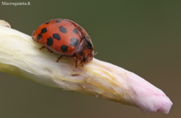 24-spot ladybird - Subcoccinella vigintiquatuorpunctata | Fotografijos autorius : Gintautas Steiblys | © Macronature.eu | Macro photography web site