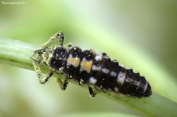 14-spotted Ladybird Beetle - Propylea quatuordecimpunctata, larva | Fotografijos autorius : Vidas Brazauskas | © Macronature.eu | Macro photography web site