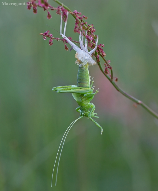 Žaliasis žiogas - Tettigonia viridissima | Fotografijos autorius : Zita Gasiūnaitė | © Macrogamta.lt | Šis tinklapis priklauso bendruomenei kuri domisi makro fotografija ir fotografuoja gyvąjį makro pasaulį.