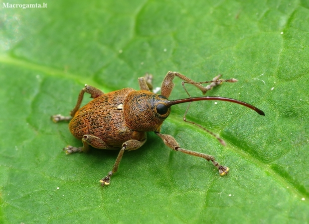 Acorn weevil - Curculio glandium | Fotografijos autorius : Romas Ferenca | © Macronature.eu | Macro photography web site