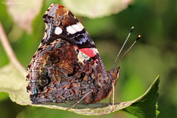 Admirolas - Vanessa atalanta | Fotografijos autorius : Ramunė Činčikienė | © Macrogamta.lt | Šis tinklapis priklauso bendruomenei kuri domisi makro fotografija ir fotografuoja gyvąjį makro pasaulį.