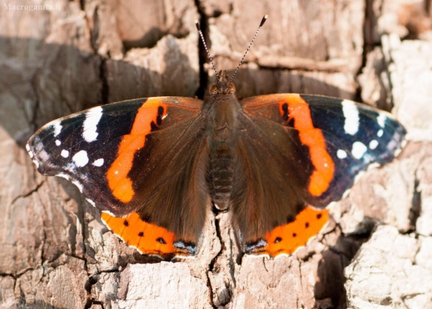 Admirolas - Vanessa atalanta | Fotografijos autorius : Jovita Poviliūnaitė | © Macrogamta.lt | Šis tinklapis priklauso bendruomenei kuri domisi makro fotografija ir fotografuoja gyvąjį makro pasaulį.