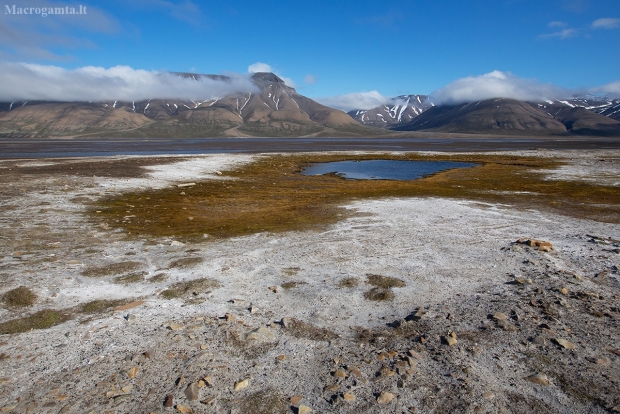 Adventdalen slėnio apylinkės, Svalbard, Spitsbergen | Fotografijos autorius : Zita Gasiūnaitė | © Macrogamta.lt | Šis tinklapis priklauso bendruomenei kuri domisi makro fotografija ir fotografuoja gyvąjį makro pasaulį.