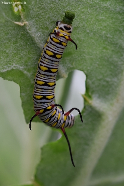 African Monarch - Danaus chrysippus, caterpillar | Fotografijos autorius : Deividas Makavičius | © Macronature.eu | Macro photography web site