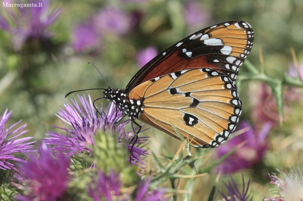 African Monarch - Danaus chrysippus | Fotografijos autorius : Gintautas Steiblys | © Macronature.eu | Macro photography web site