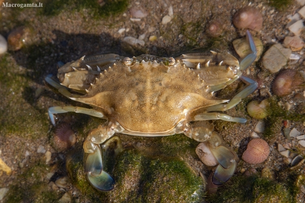 African blue swimming crab - Portunus segnis ♀ | Fotografijos autorius : Žilvinas Pūtys | © Macrogamta.lt | Šis tinklapis priklauso bendruomenei kuri domisi makro fotografija ir fotografuoja gyvąjį makro pasaulį.