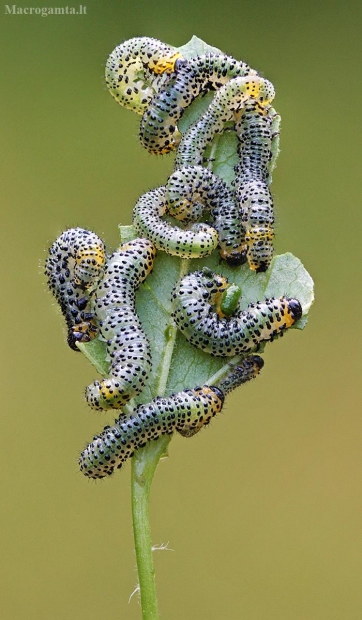 Agrastinis geltonasis pjūklelis - Nematus ribesii | Fotografijos autorius : Žygimantas Obelevičius | © Macrogamta.lt | Šis tinklapis priklauso bendruomenei kuri domisi makro fotografija ir fotografuoja gyvąjį makro pasaulį.