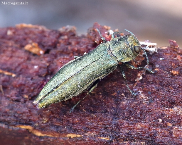 Siaurablizgis - Agrilus suvorovi ♀ | Fotografijos autorius : Romas Ferenca | © Macrogamta.lt | Šis tinklapis priklauso bendruomenei kuri domisi makro fotografija ir fotografuoja gyvąjį makro pasaulį.