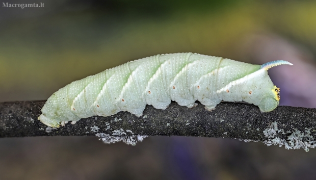 Akiuotasis sfinksas - Smerinthus ocellatus | Fotografijos autorius : Kazimieras Martinaitis | © Macrogamta.lt | Šis tinklapis priklauso bendruomenei kuri domisi makro fotografija ir fotografuoja gyvąjį makro pasaulį.