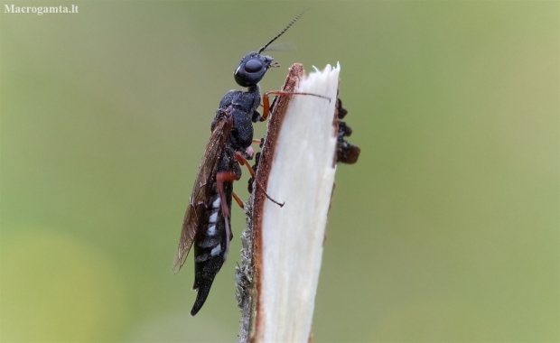 Alder wood wasp - Xiphydria camelus | Fotografijos autorius : Gediminas Gražulevičius | © Macronature.eu | Macro photography web site