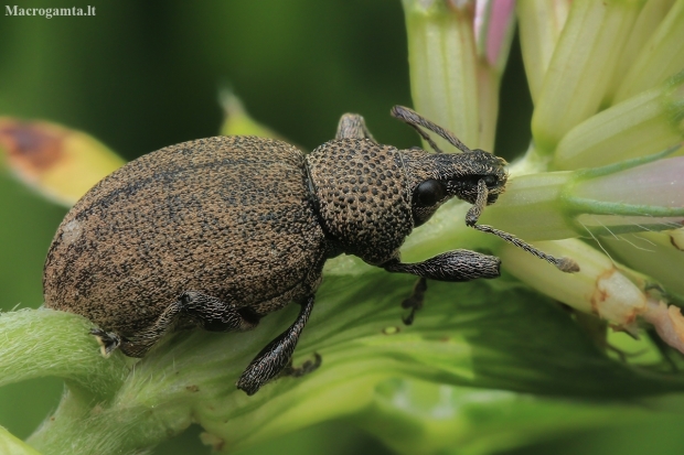 Alfalfa Snout Beetle - Otiorhynchus ligustici | Fotografijos autorius : Gintautas Steiblys | © Macronature.eu | Macro photography web site