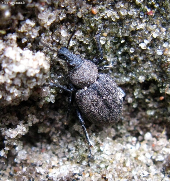 Alfalfa Snout Beetle - Otiorhynchus ligustici | Fotografijos autorius : Vitalii Alekseev | © Macronature.eu | Macro photography web site