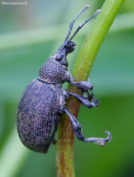 Alfalfa Snout Beetle - Otiorhynchus ligustici | Fotografijos autorius : Romas Ferenca | © Macronature.eu | Macro photography web site