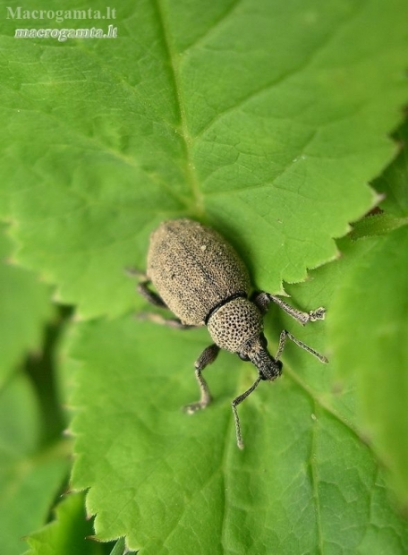 Alfalfa Snout Beetle - Otiorhynchus ligustici | Fotografijos autorius : Nomeda Vėlavičienė | © Macronature.eu | Macro photography web site