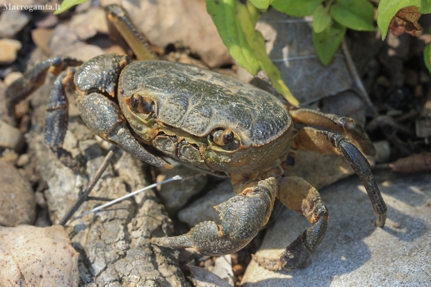 Algerian freshwater crab - Potamon algeriense | Fotografijos autorius : Gintautas Steiblys | © Macronature.eu | Macro photography web site