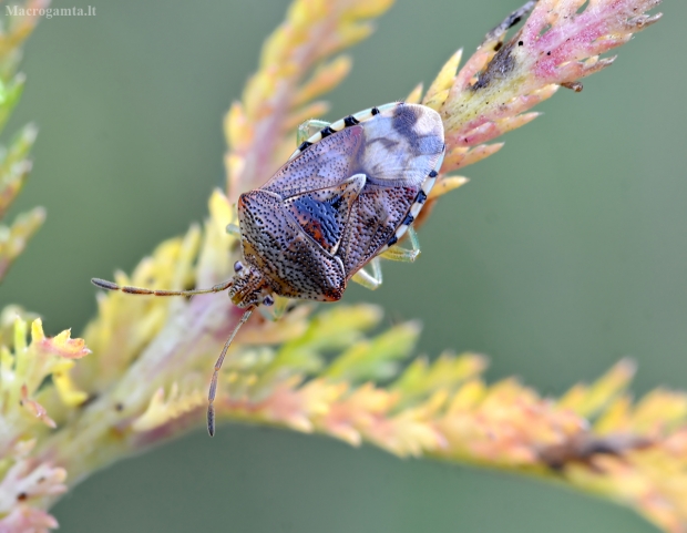 Alksninė skydblakė - Elasmucha grisea | Fotografijos autorius : Kazimieras Martinaitis | © Macrogamta.lt | Šis tinklapis priklauso bendruomenei kuri domisi makro fotografija ir fotografuoja gyvąjį makro pasaulį.