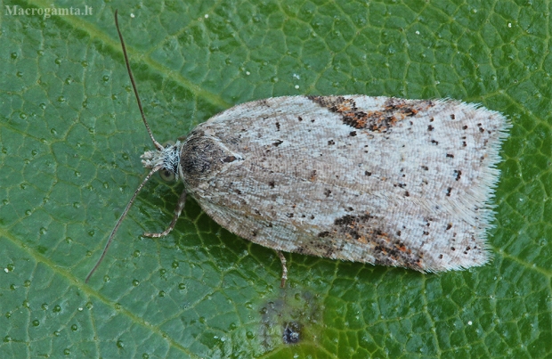 Alksninis akleris - Acleris notana | Fotografijos autorius : Gintautas Steiblys | © Macrogamta.lt | Šis tinklapis priklauso bendruomenei kuri domisi makro fotografija ir fotografuoja gyvąjį makro pasaulį.