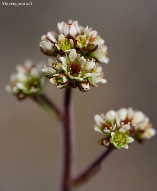 Alpine saxifrage - Micranthes nivalis | Fotografijos autorius : Zita Gasiūnaitė | © Macronature.eu | Macro photography web site