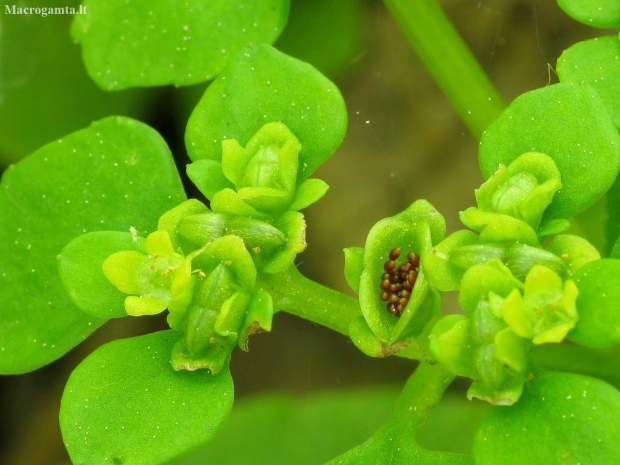 Alternate-leaved golden-saxifrage - Chrysosplenium alternifolium | Fotografijos autorius : Vidas Brazauskas | © Macronature.eu | Macro photography web site