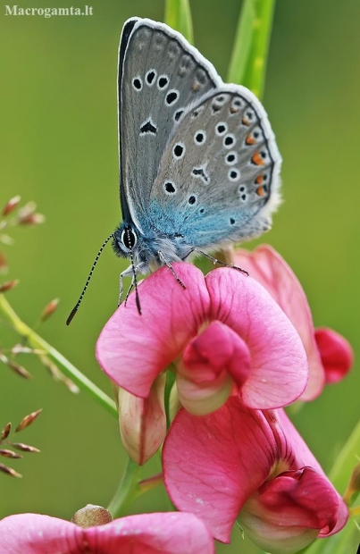 Amanda's Blue - Polyommatus amandus  | Fotografijos autorius : Gintautas Steiblys | © Macronature.eu | Macro photography web site