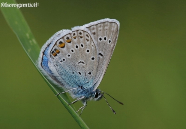 Amanda's Blue - Polyommatus amandus | Fotografijos autorius : Deividas Makavičius | © Macronature.eu | Macro photography web site
