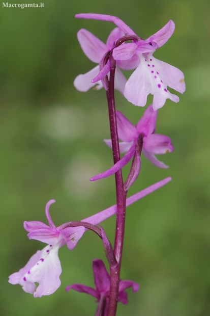 Anatolian orchid - Orchis anatolica | Fotografijos autorius : Gintautas Steiblys | © Macronature.eu | Macro photography web site