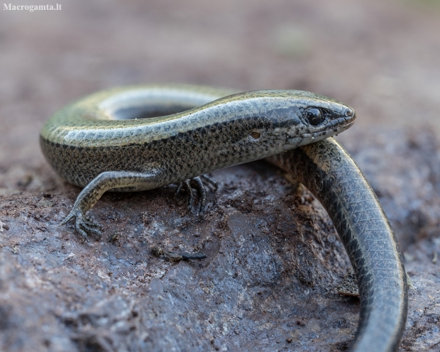 Anatolian snake-eyed skink - Ablepharus anatolicus | Fotografijos autorius : Žilvinas Pūtys | © Macronature.eu | Macro photography web site