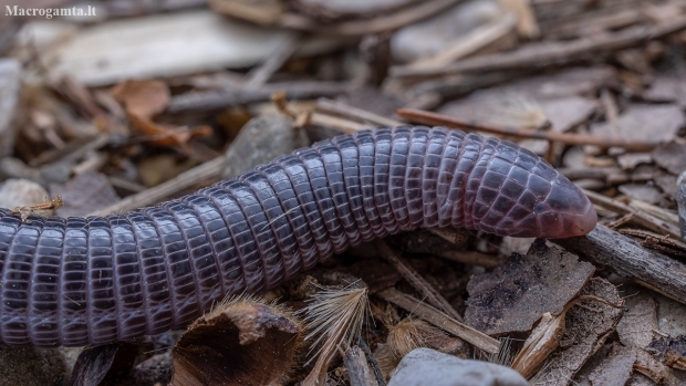 Anatolian worm lizard - Blanus strauchi | Fotografijos autorius : Žilvinas Pūtys | © Macronature.eu | Macro photography web site