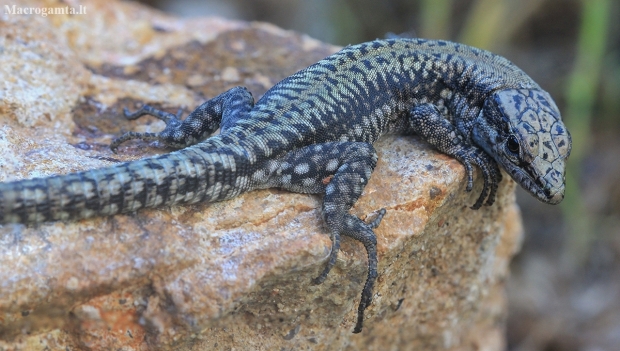 Andalusian wall lizard - Podarcis vaucheri | Fotografijos autorius : Gintautas Steiblys | © Macronature.eu | Macro photography web site