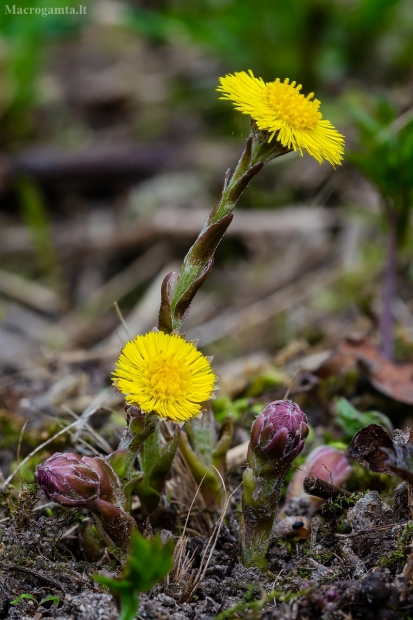 Ankstyvasis šalpusnis | Coltsfoot | Tussilago farfara | Fotografijos autorius : Darius Baužys | © Macrogamta.lt | Šis tinklapis priklauso bendruomenei kuri domisi makro fotografija ir fotografuoja gyvąjį makro pasaulį.
