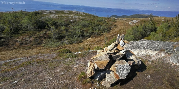 Ant Gråkallen kalno viršūnės II | Fotografijos autorius : Gintautas Steiblys | © Macrogamta.lt | Šis tinklapis priklauso bendruomenei kuri domisi makro fotografija ir fotografuoja gyvąjį makro pasaulį.