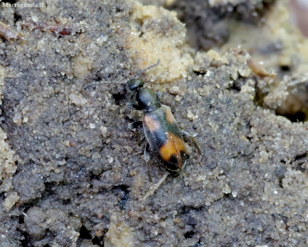 Ant-like Flower Beetle - Anthicus antherinus | Fotografijos autorius : Romas Ferenca | © Macronature.eu | Macro photography web site