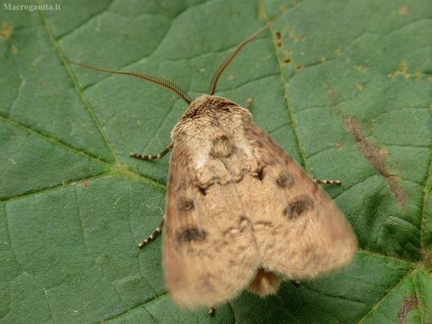 Apšilimas | Fotografijos autorius : Vidas Brazauskas | © Macrogamta.lt | Šis tinklapis priklauso bendruomenei kuri domisi makro fotografija ir fotografuoja gyvąjį makro pasaulį.