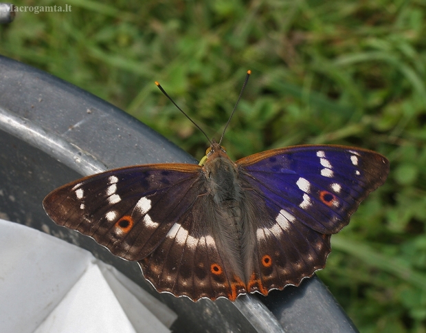 Apatura ilia - Puošnioji vaiva | Fotografijos autorius : Vytautas Gluoksnis | © Macrogamta.lt | Šis tinklapis priklauso bendruomenei kuri domisi makro fotografija ir fotografuoja gyvąjį makro pasaulį.