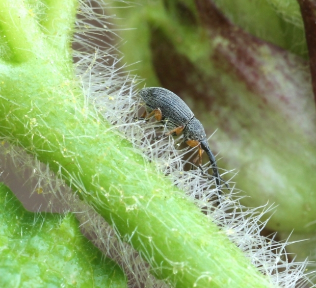 Apionas - Rhopalapion longirostre | Fotografijos autorius : Vytautas Tamutis | © Macrogamta.lt | Šis tinklapis priklauso bendruomenei kuri domisi makro fotografija ir fotografuoja gyvąjį makro pasaulį.