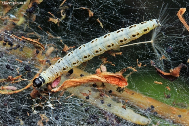 Apple ermine - Yponomeuta malinellus, caterpillar | Fotografijos autorius : Gintautas Steiblys | © Macronature.eu | Macro photography web site