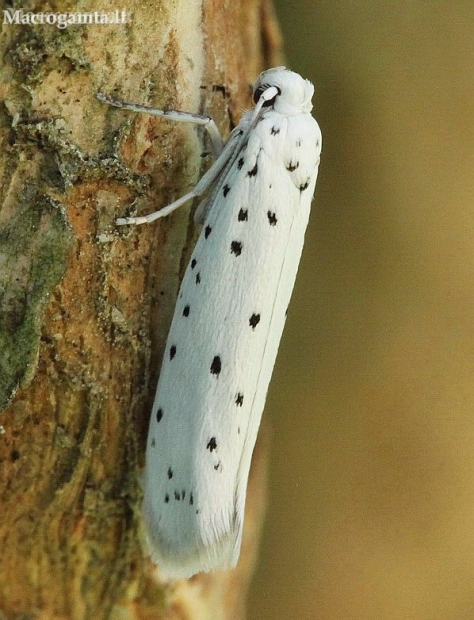 Apple ermine - Yponomeuta malinellus | Fotografijos autorius : Algirdas Vilkas | © Macronature.eu | Macro photography web site