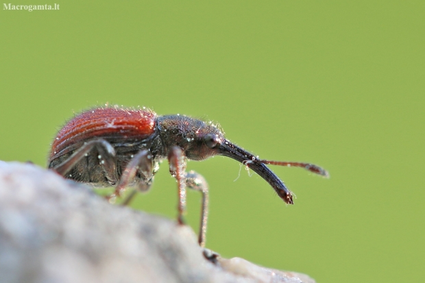 Apple fruit weevil - Tatianaerhynchites aequatus | Fotografijos autorius : Agnė Našlėnienė | © Macrogamta.lt | Šis tinklapis priklauso bendruomenei kuri domisi makro fotografija ir fotografuoja gyvąjį makro pasaulį.