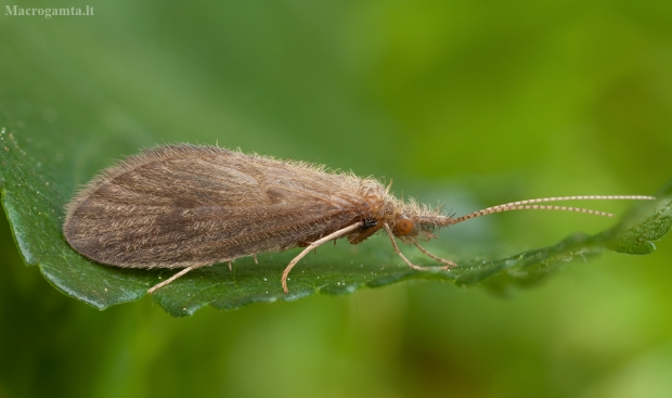 Apsiuva - Lepidostoma hirtum ♀ | Fotografijos autorius : Žilvinas Pūtys | © Macrogamta.lt | Šis tinklapis priklauso bendruomenei kuri domisi makro fotografija ir fotografuoja gyvąjį makro pasaulį.