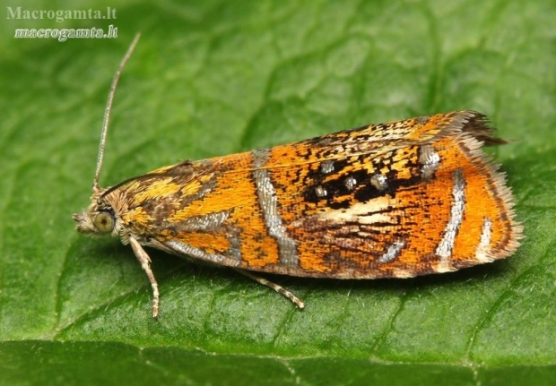 Raštuotasis oletreutas - Olethreutes arcuella | Fotografijos autorius : Lukas Jonaitis | © Macronature.eu | Macro photography web site