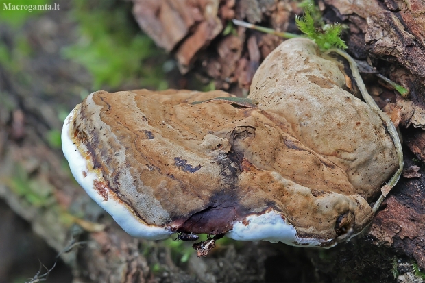 Plokščiasis blizgutis - Ganoderma applanatum | Fotografijos autorius : Gintautas Steiblys | © Macronature.eu | Macro photography web site