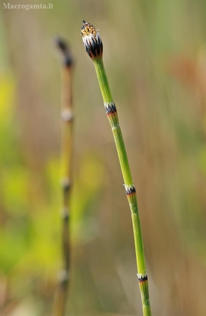 Margasis asiūklis - Equisetum variegatum | Fotografijos autorius : Gintautas Steiblys | © Macrogamta.lt | Šis tinklapis priklauso bendruomenei kuri domisi makro fotografija ir fotografuoja gyvąjį makro pasaulį.