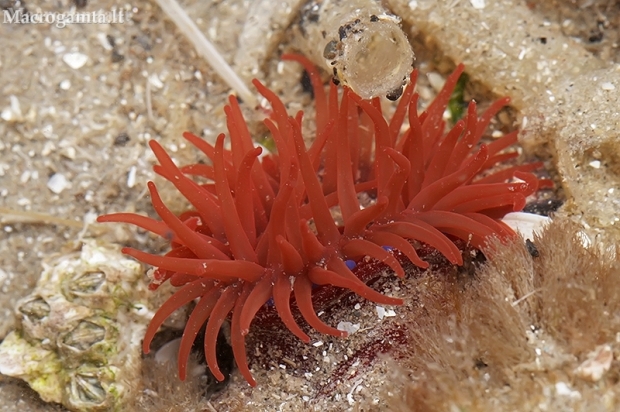 Atlantic Beadlet Anemone - Actinia equina | Fotografijos autorius : Gintautas Steiblys | © Macronature.eu | Macro photography web site