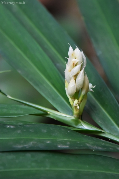 Atsilošusioji alpinija - Alpinia calcarata | Fotografijos autorius : Nomeda Vėlavičienė | © Macrogamta.lt | Šis tinklapis priklauso bendruomenei kuri domisi makro fotografija ir fotografuoja gyvąjį makro pasaulį.