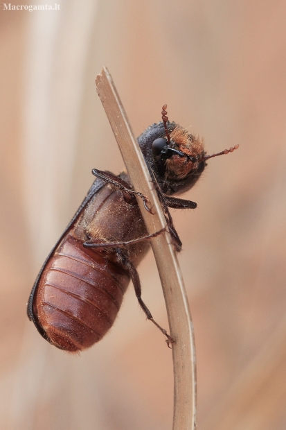 Auger Beetle - Phonapate nitidipennis | Fotografijos autorius : Gintautas Steiblys | © Macronature.eu | Macro photography web site